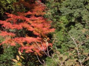 紅葉