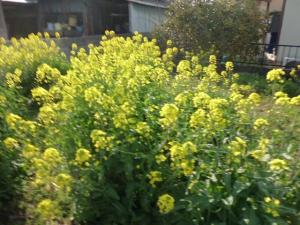 春を感じる見学会